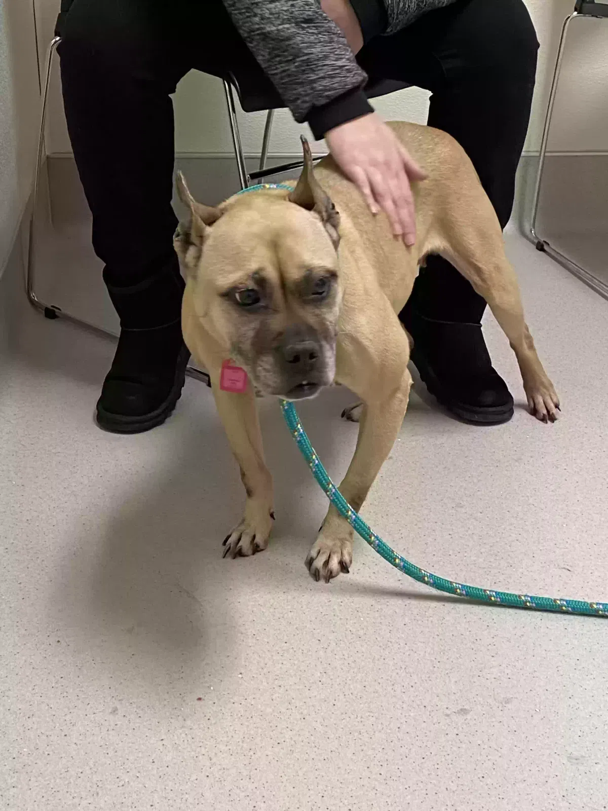 Lost dog in Bedford, OH, 44146
