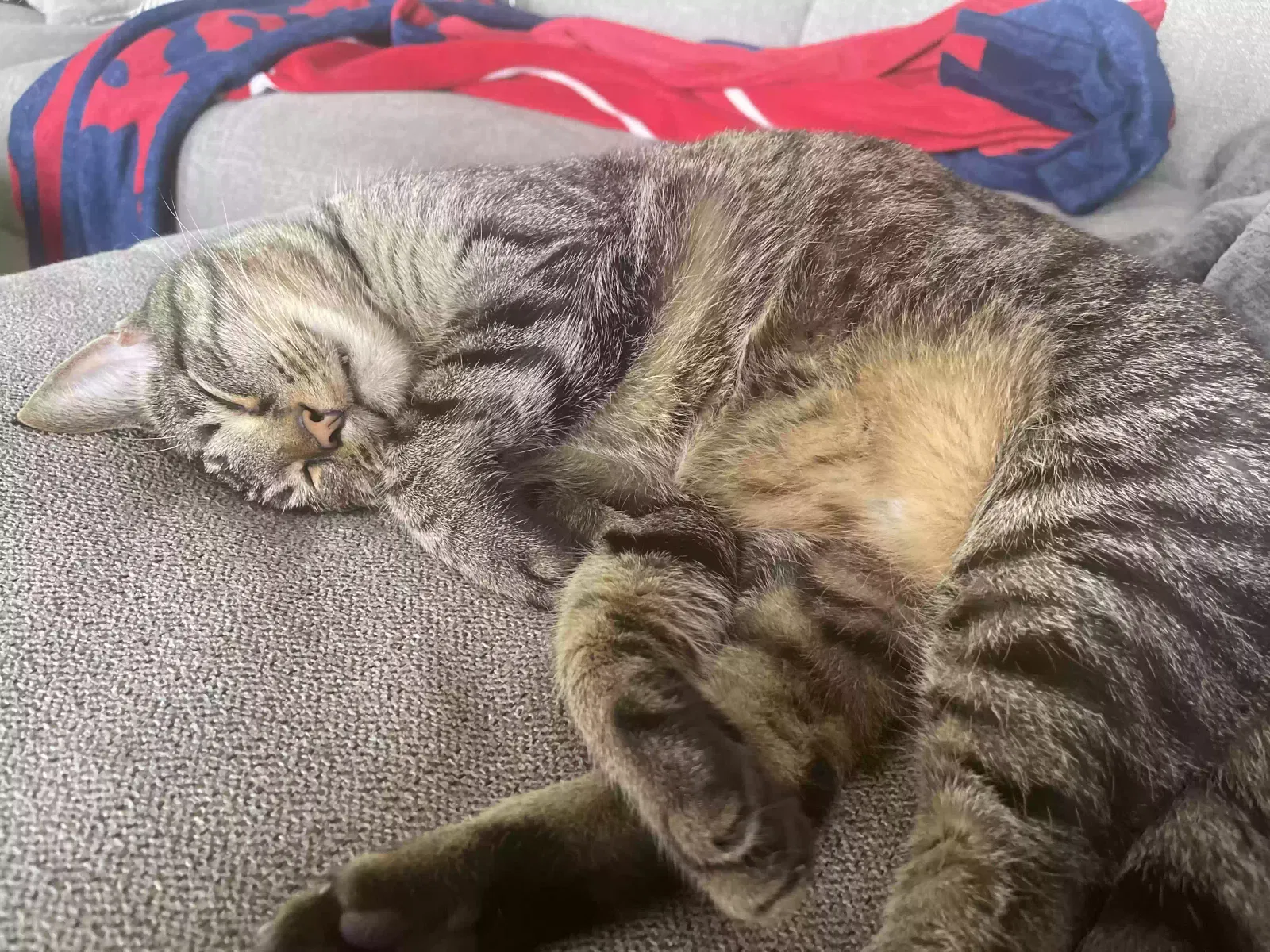 Lost cat in Imperial Beach, CA, 91932