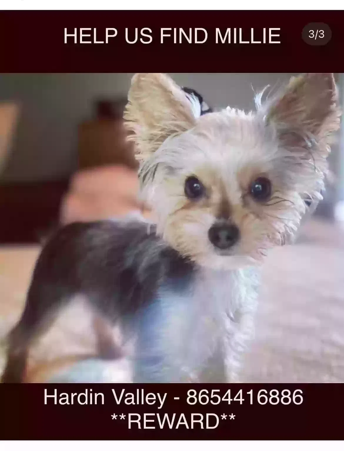 Lost dog in Knoxville, TN, 37932