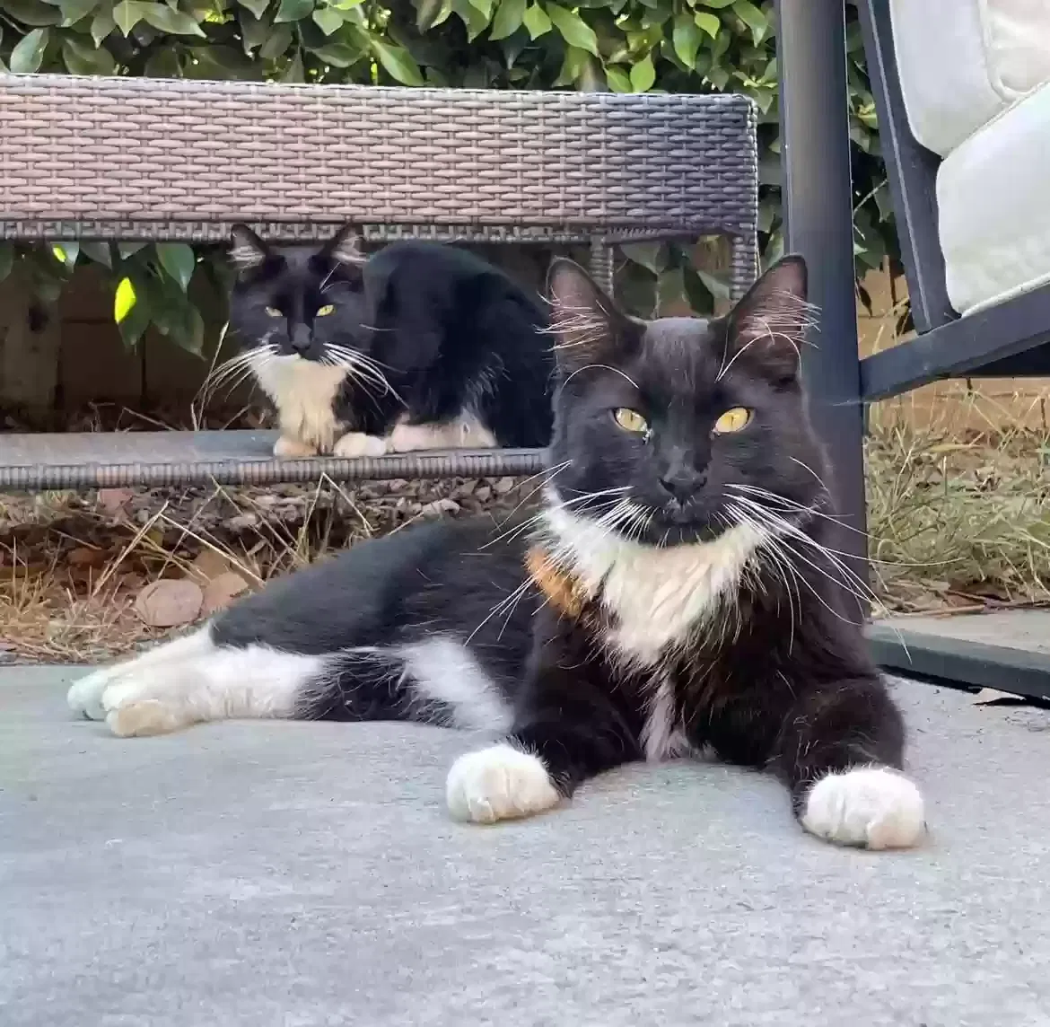 Lost cat in Torrance, CA, 90503
