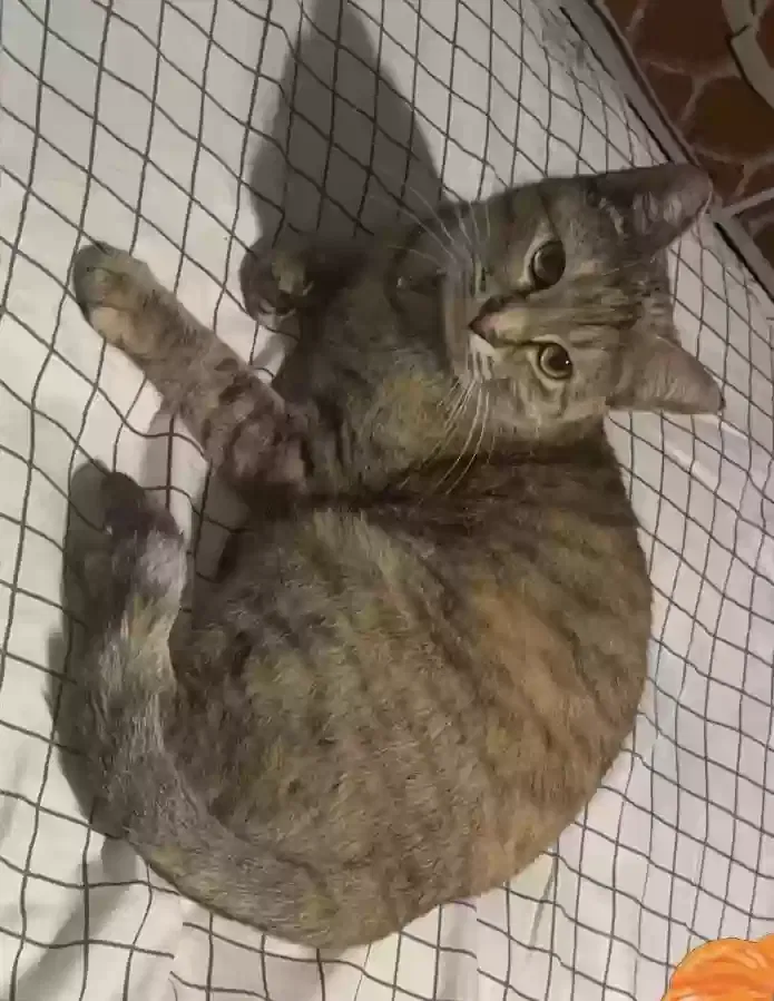 Lost cat in Chicago, IL, 60632