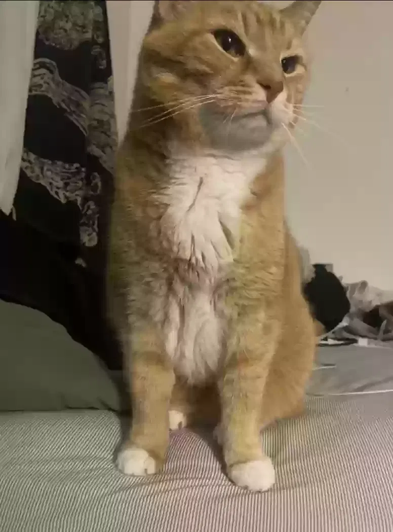 Lost cat in Erie, PA, 16509