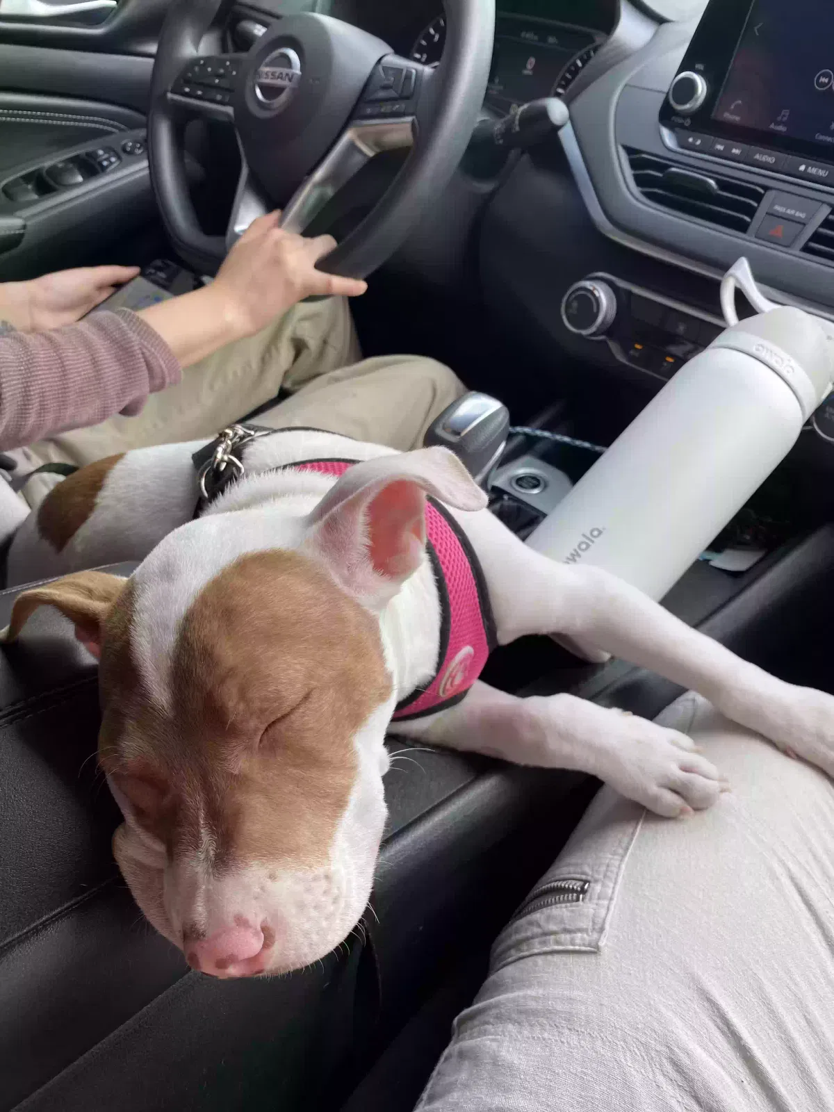 Lost dog in Mission, TX, 78573