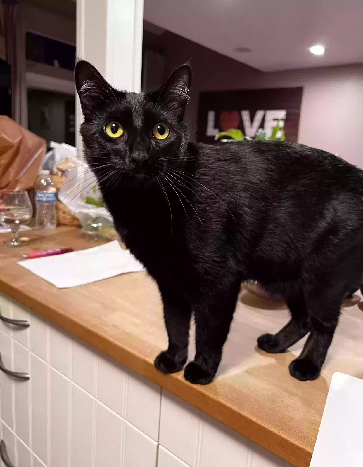 Lost cat in Anaheim, CA, 92808