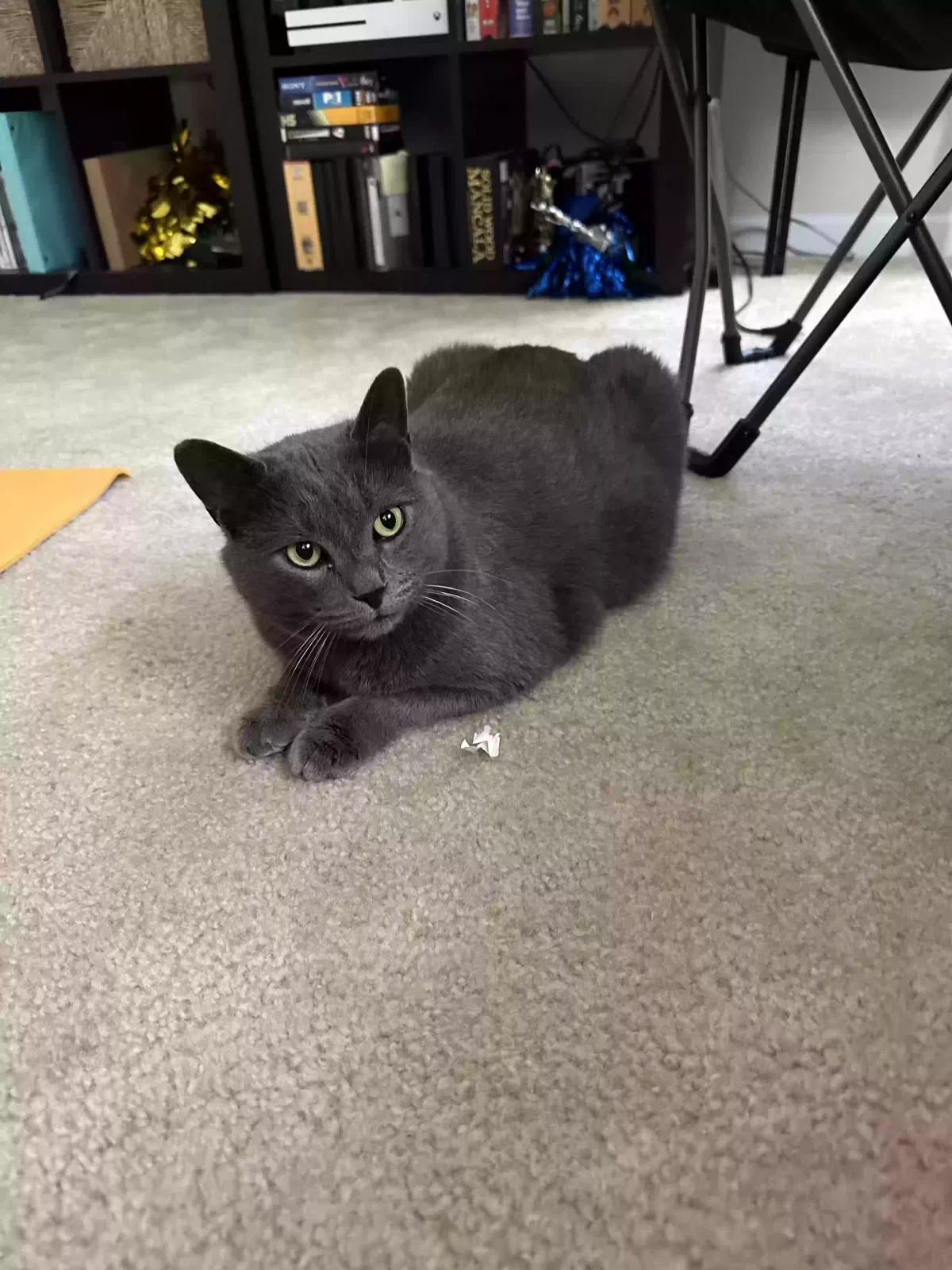 Lost cat in Charlotte, NC, 28262