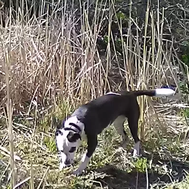 Lost dog in Fort Lupton, CO, 80621