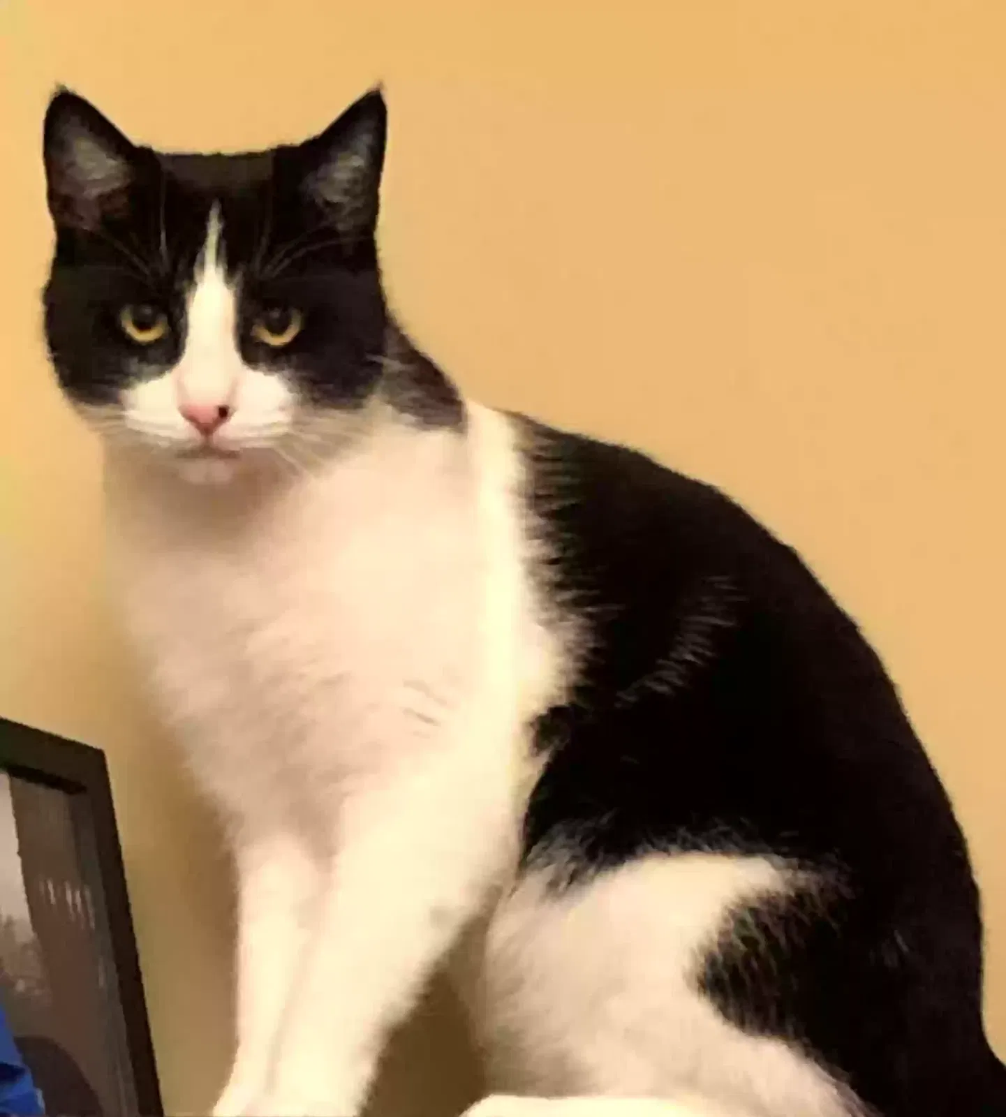 Lost cat in New Richmond, OH, 45157