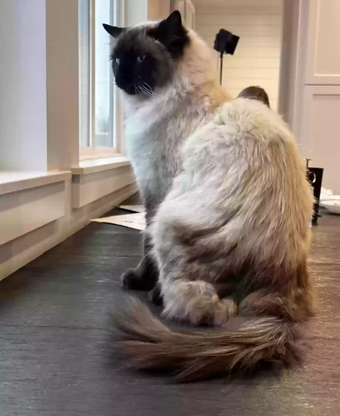 Lost cat in Lehi, UT, 84043