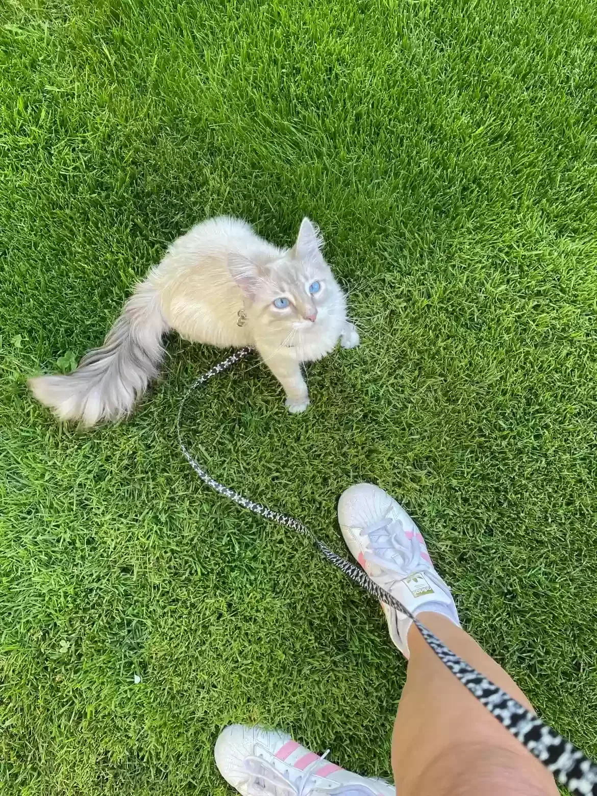 Lost cat in Hillsboro, OR, 97123