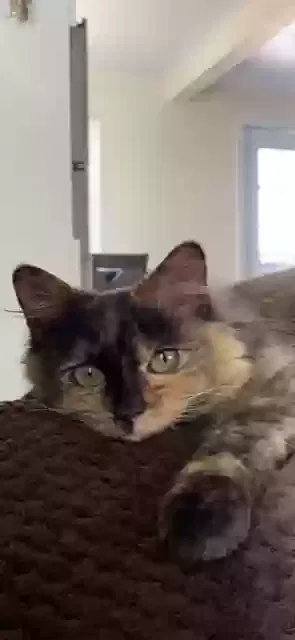 Lost cat in Littleton, CO, 80128