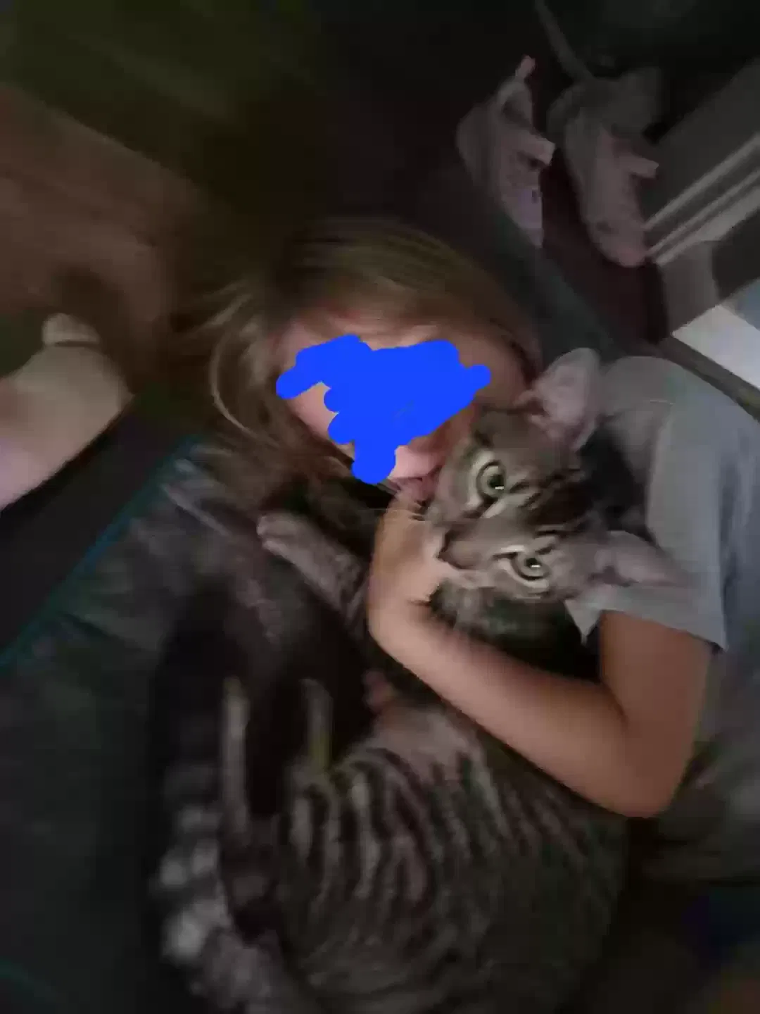 Lost cat in Zephyrhills, FL, 33540