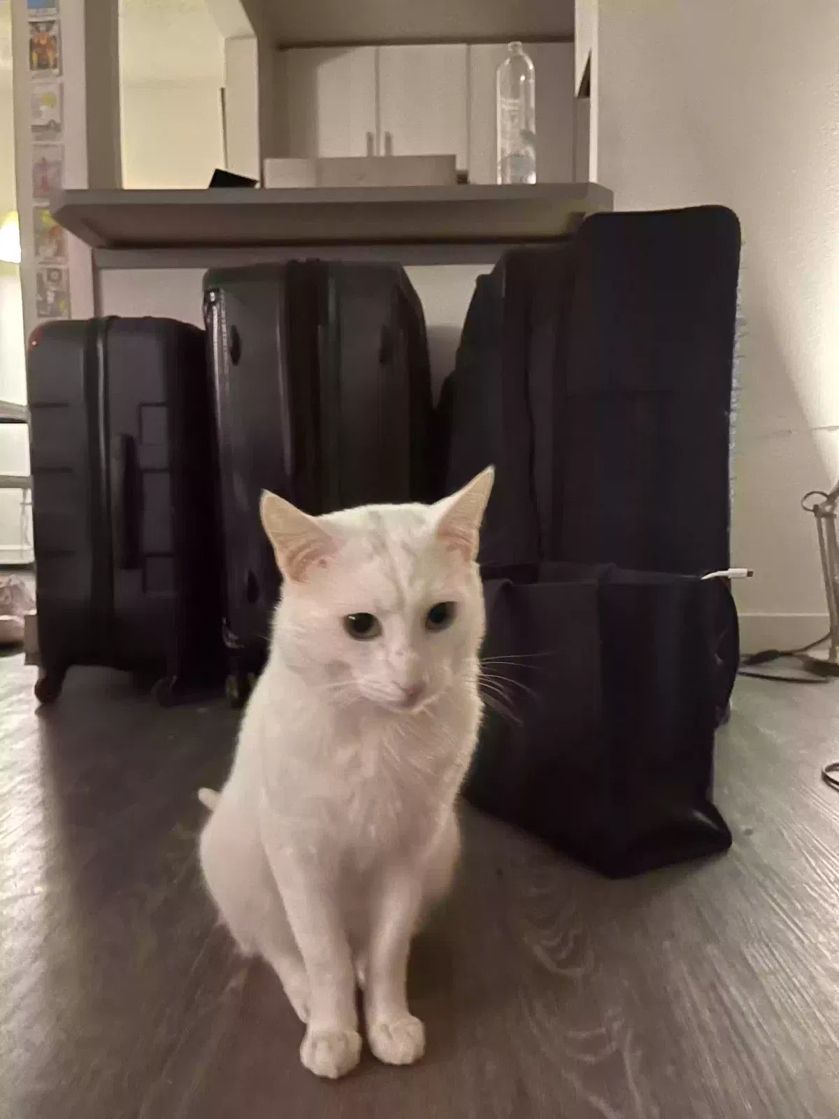 Lost cat in Hayward, CA, 94544