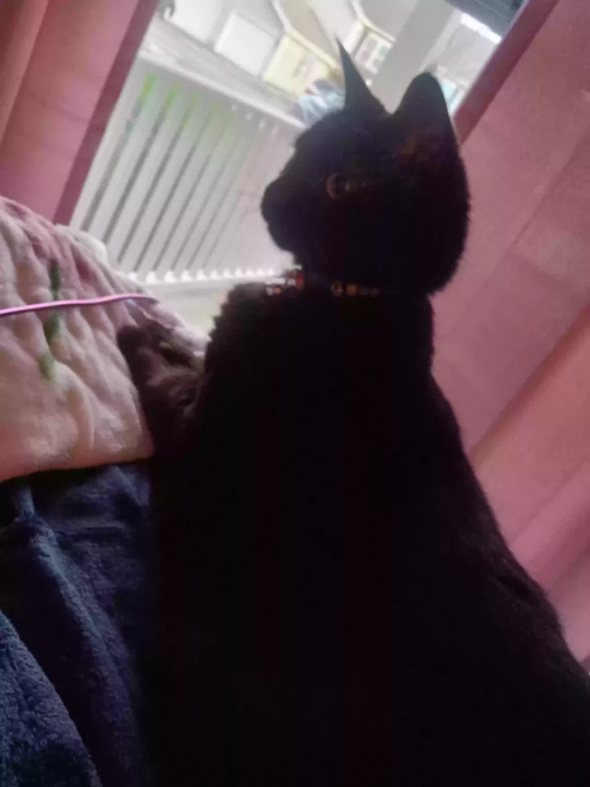 Lost cat in East Amherst, NY, 14051