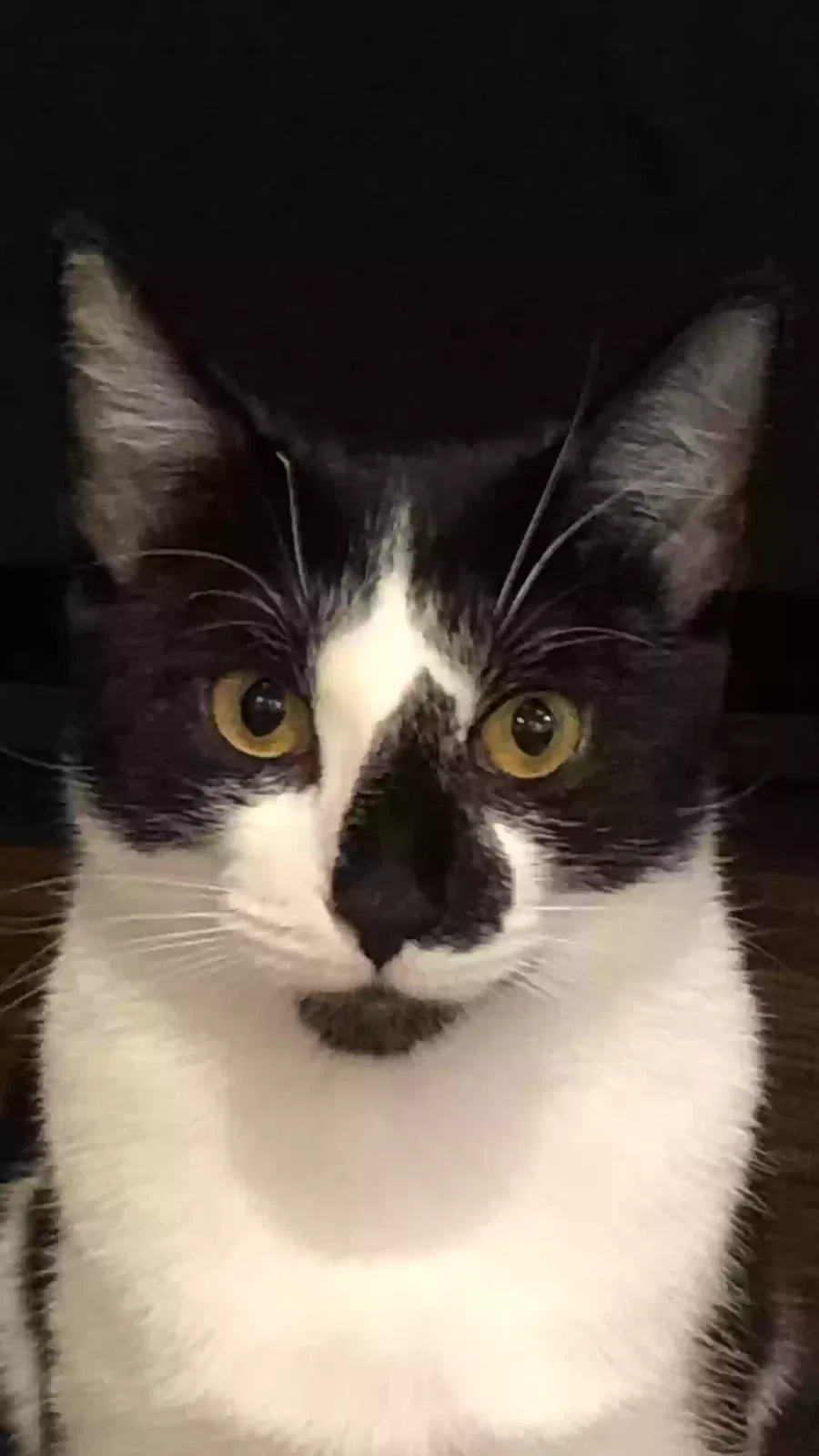 Lost cat in Carrollton, TX, 75010