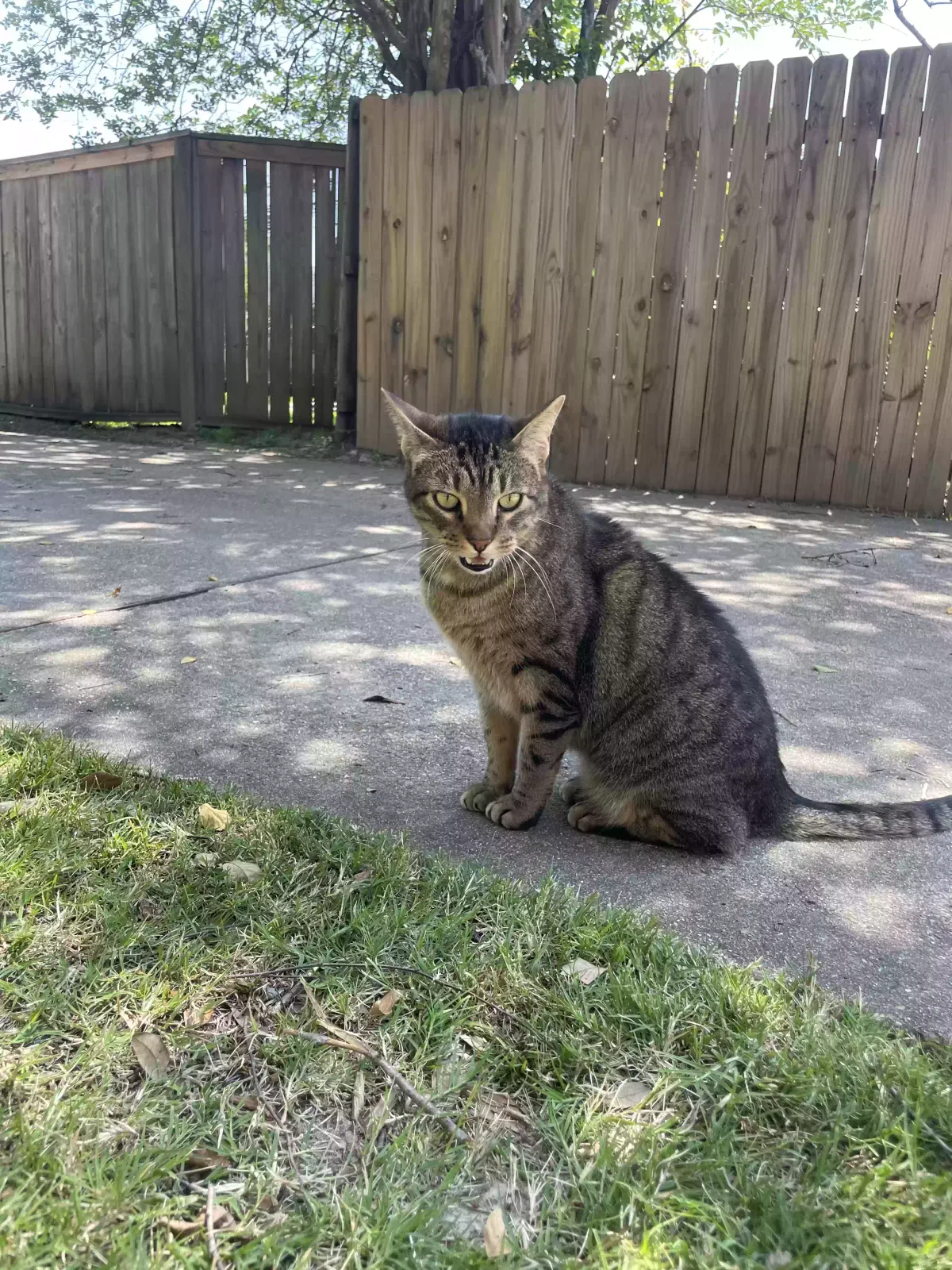 Lost cat in Prairieville, LA, 70769