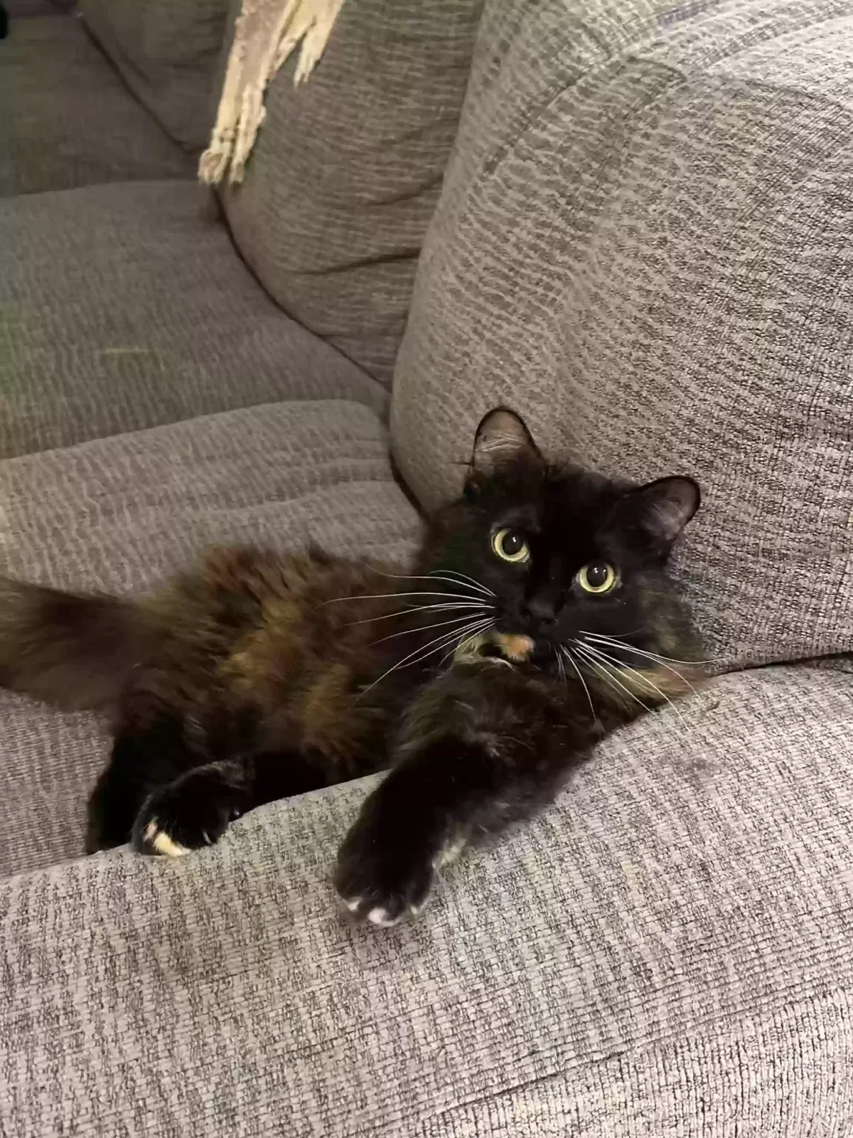 Lost cat in Parker, CO, 80134