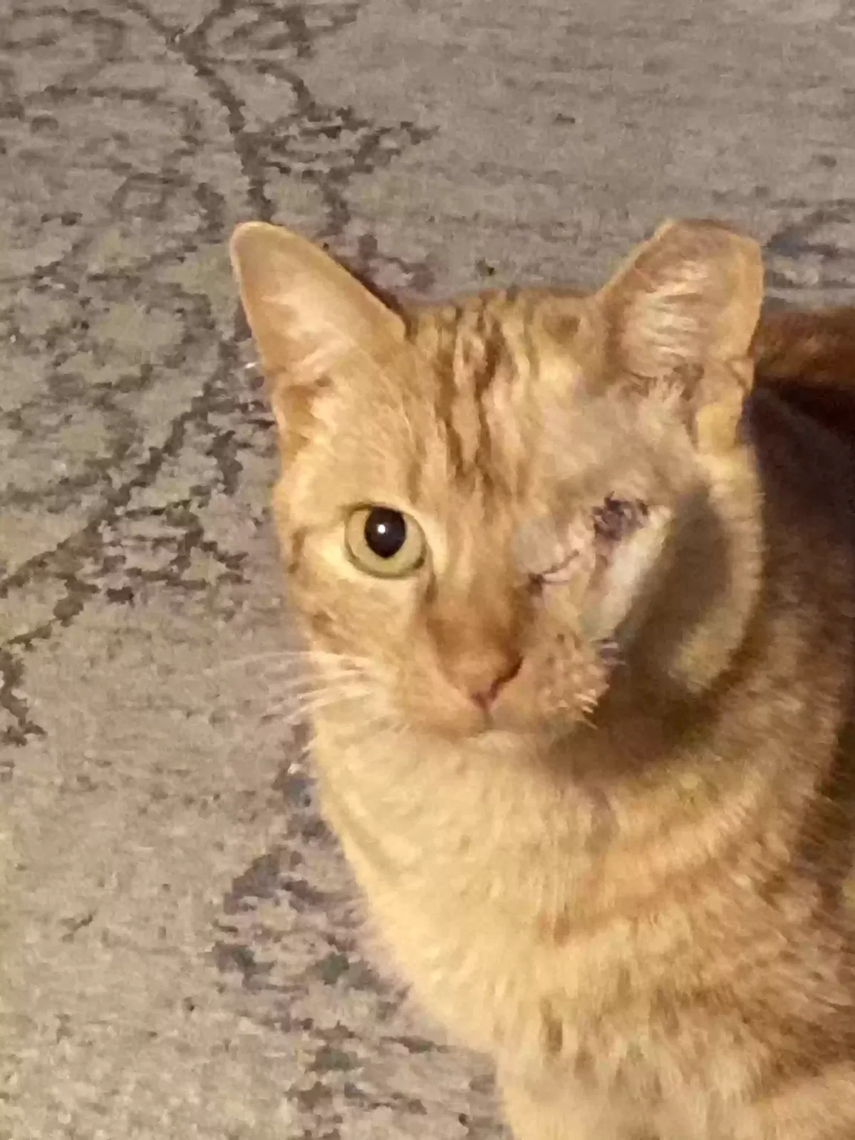 Lost cat in Independence, MO, 64055