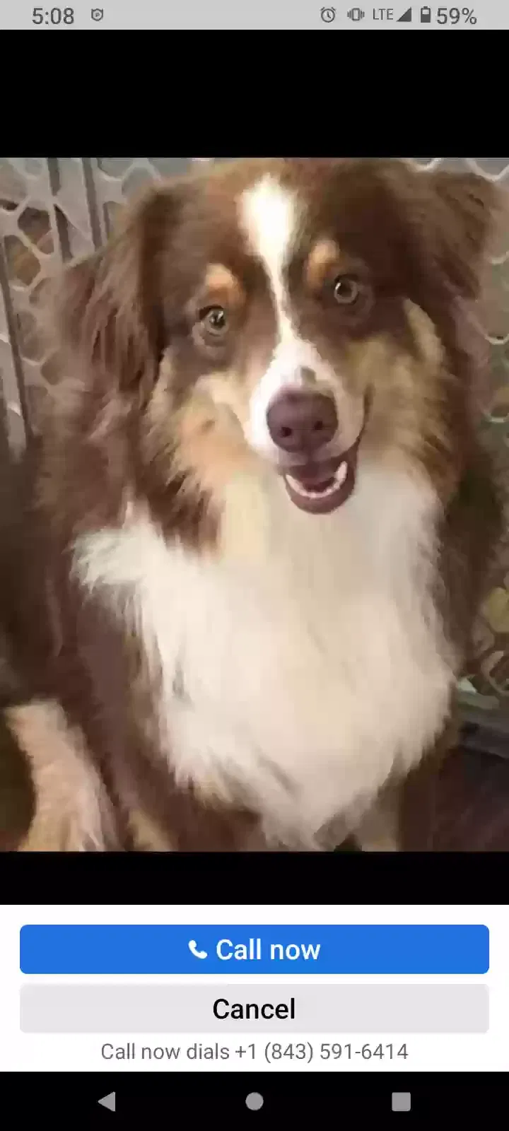 Lost dog in Dillon, SC, 29536