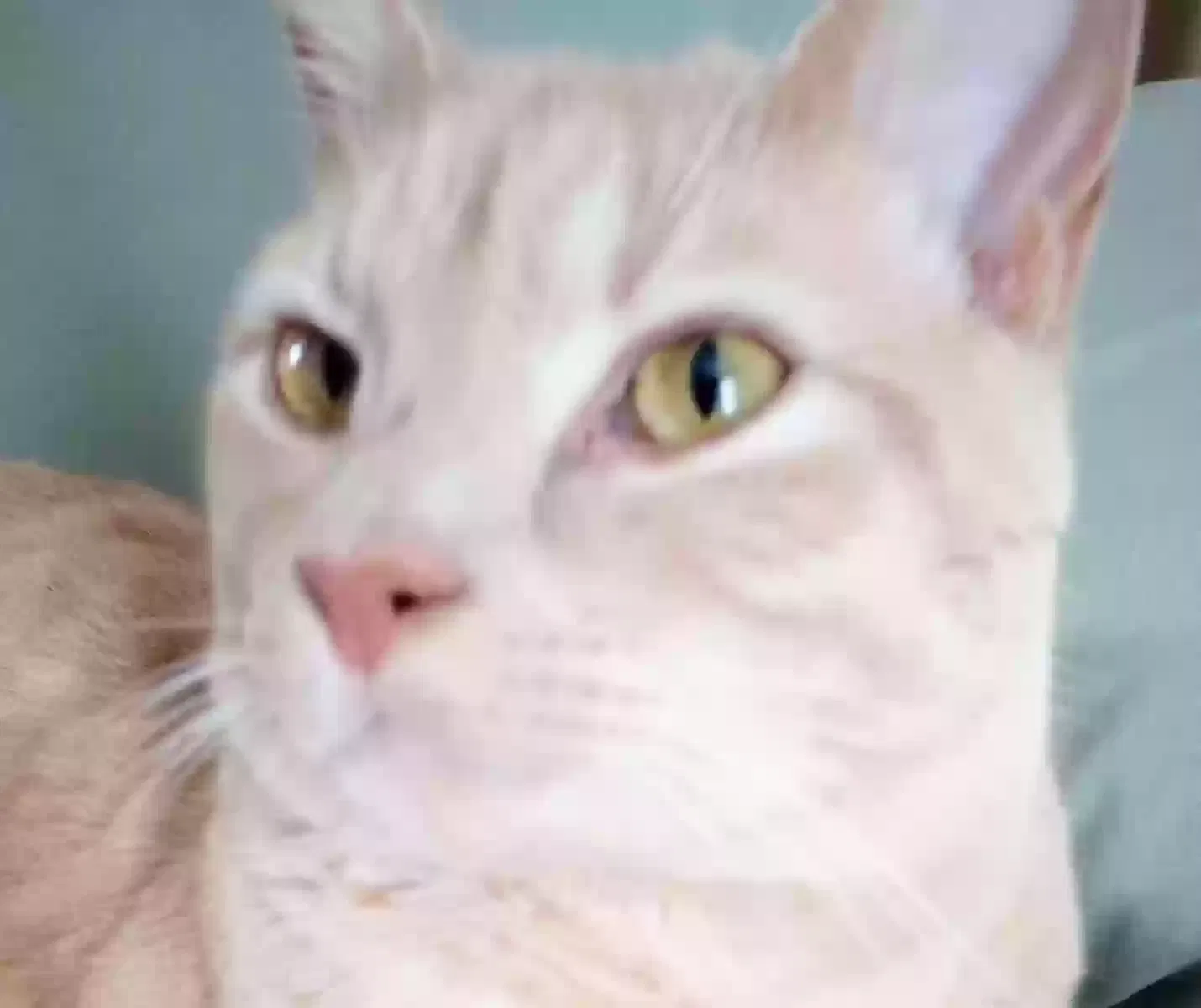 Lost cat in Lexington, KY, 40514