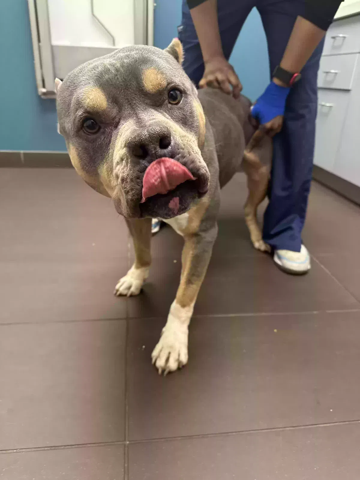 Found dog in Chicago, IL, 60618