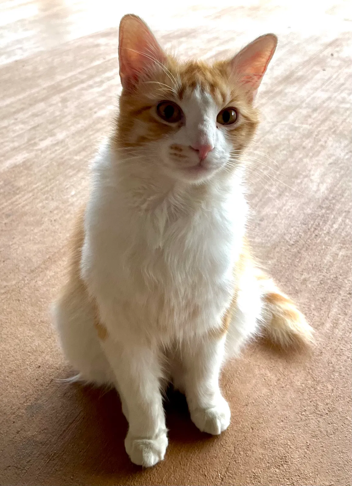 Lost cat in Abilene, TX, 79606