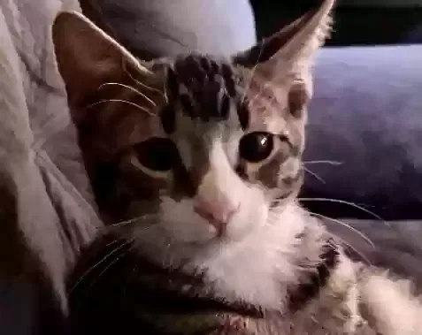 Lost cat in Reno, NV, 89512