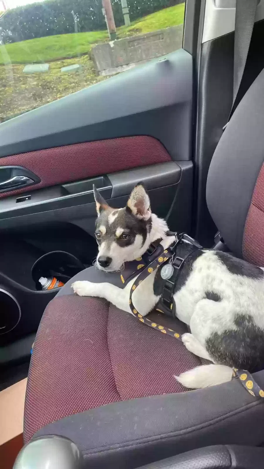 Lost dog in Gresham, OR, 97080