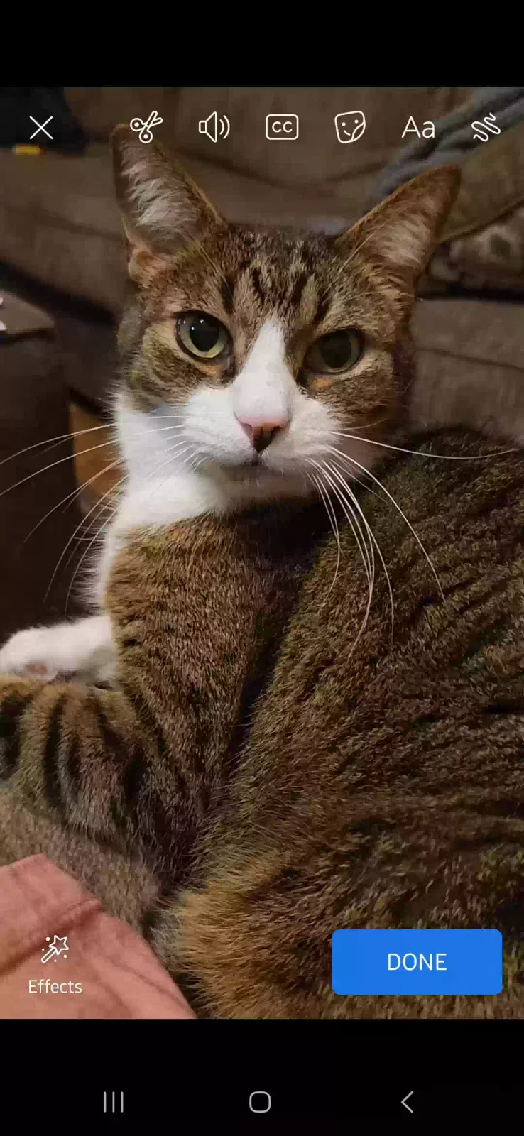 Lost cat in Mansfield, TX, 76063