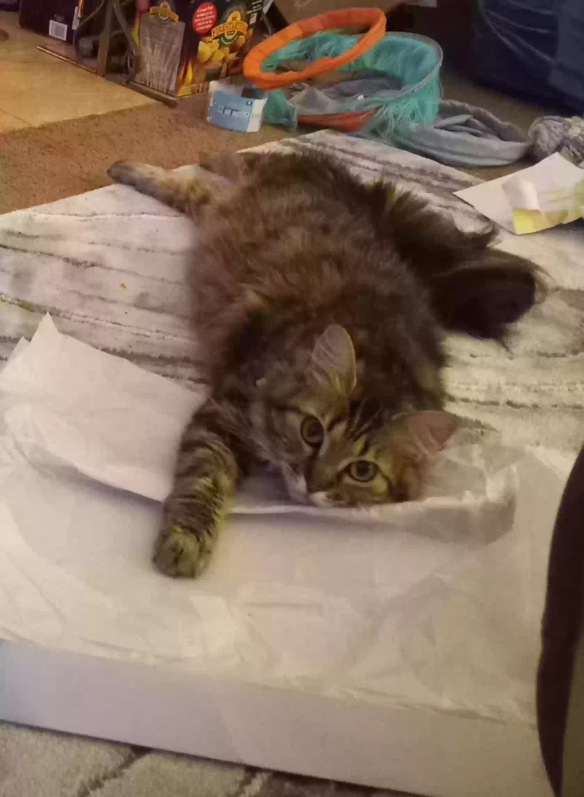 Lost cat in Brea, CA, 92821