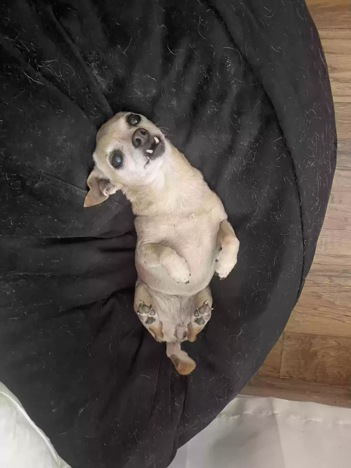 Lost dog in New Orleans, LA, 70115