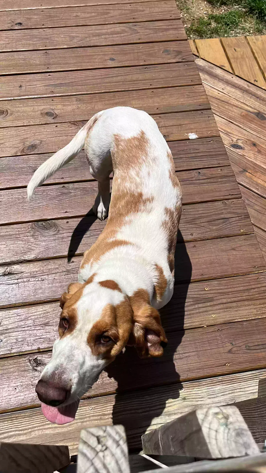 Found dog in Bremen, AL, 35033