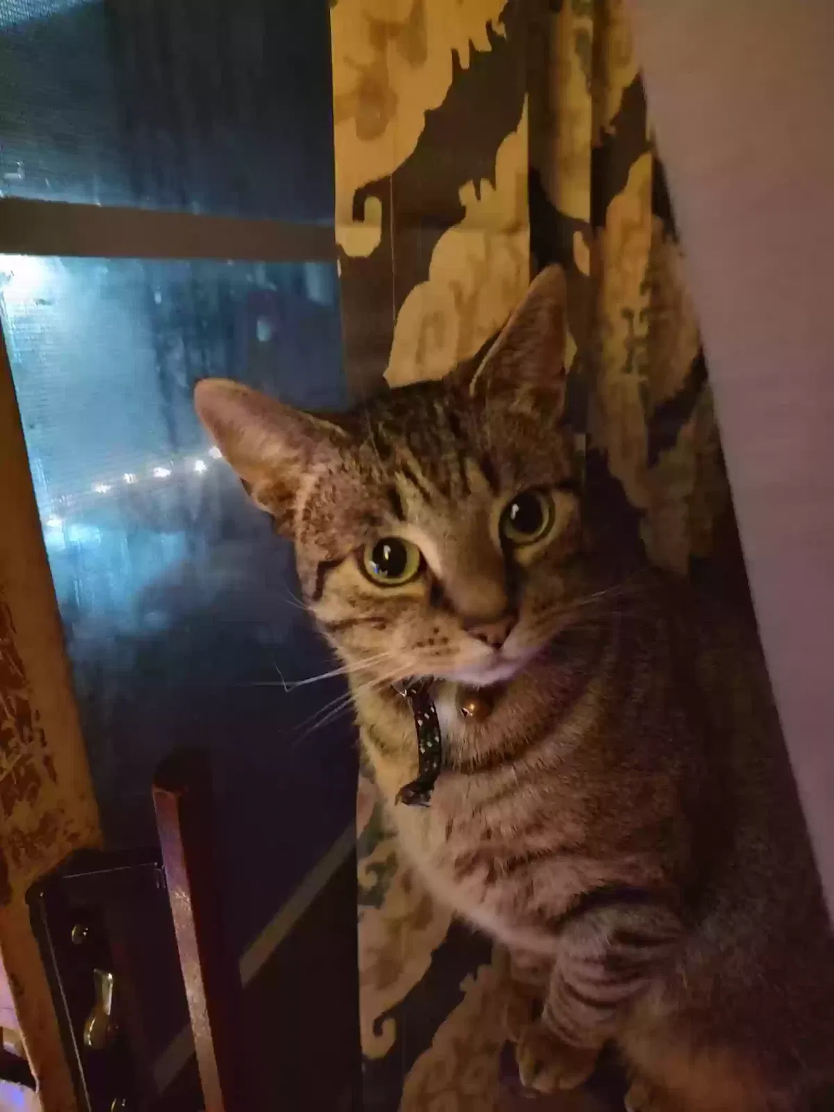 Lost cat in Hamburg, NY, 14075