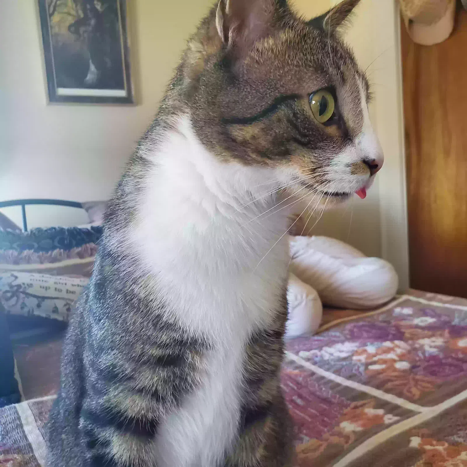 Lost cat in Inwood, NY, 11096