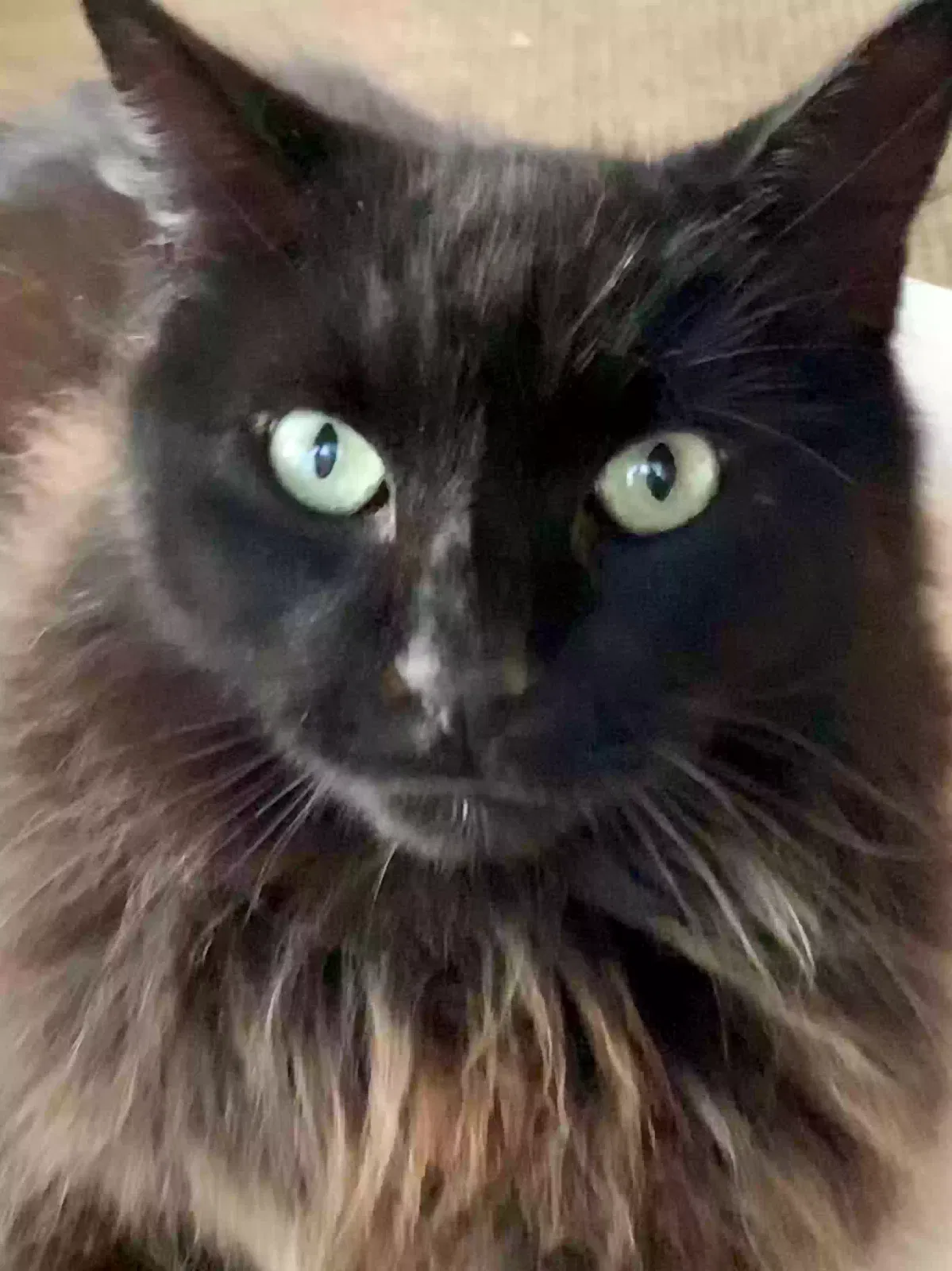 Lost cat in Moseley, VA, 23120