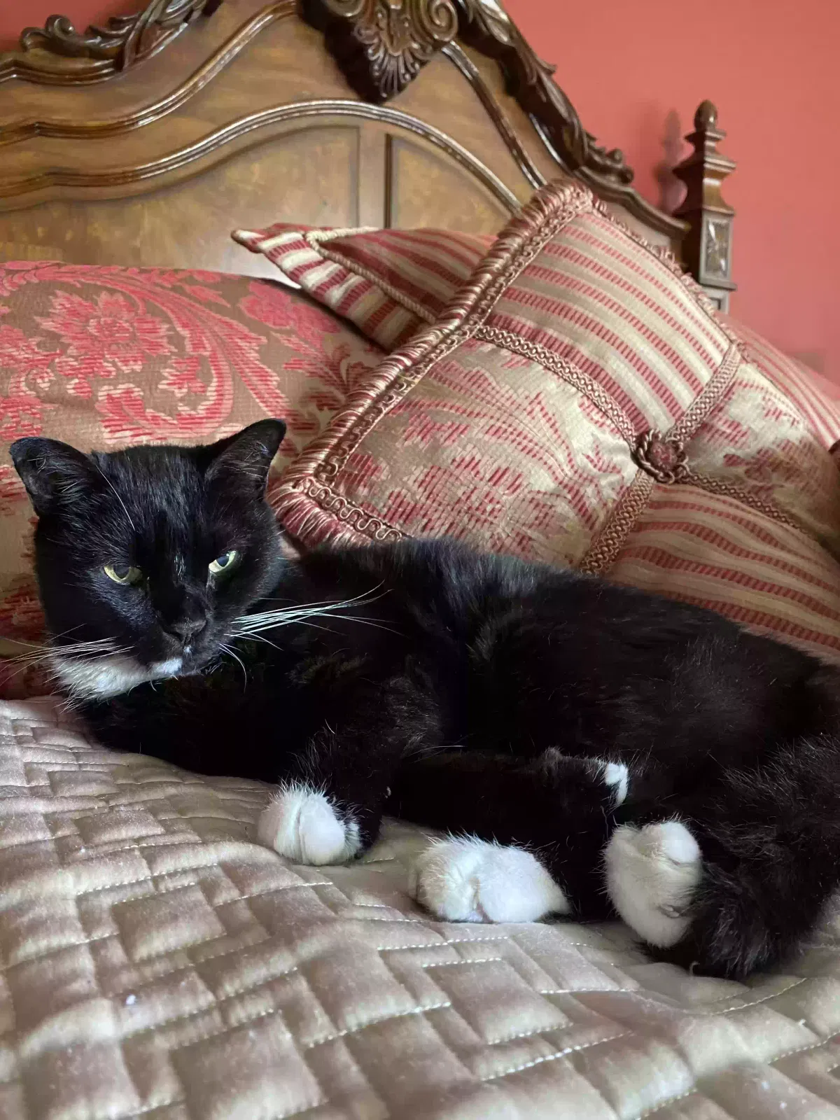 Lost cat in Cape Canaveral, FL, 32920
