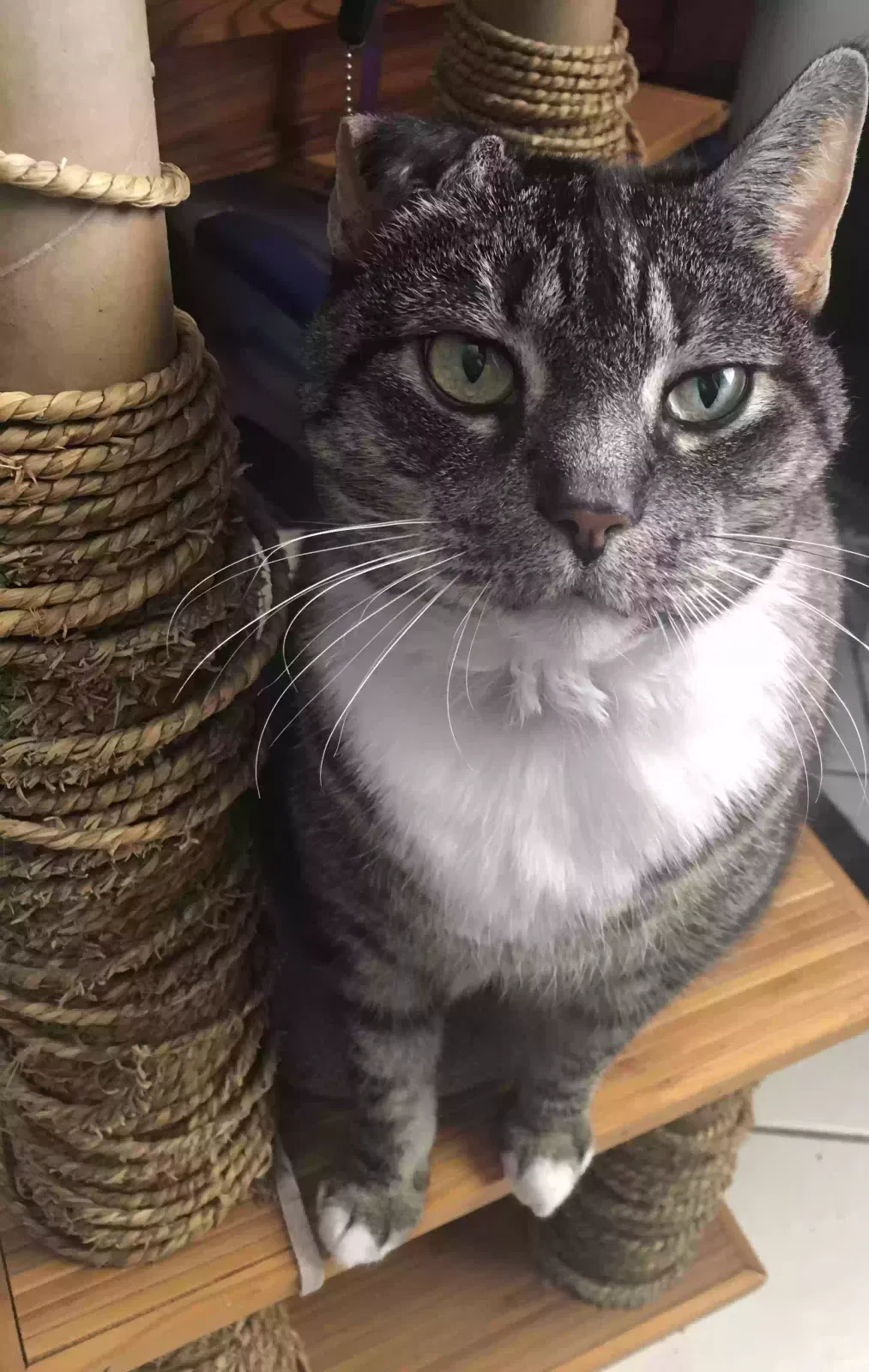 Lost cat in Hollywood, FL, 33021