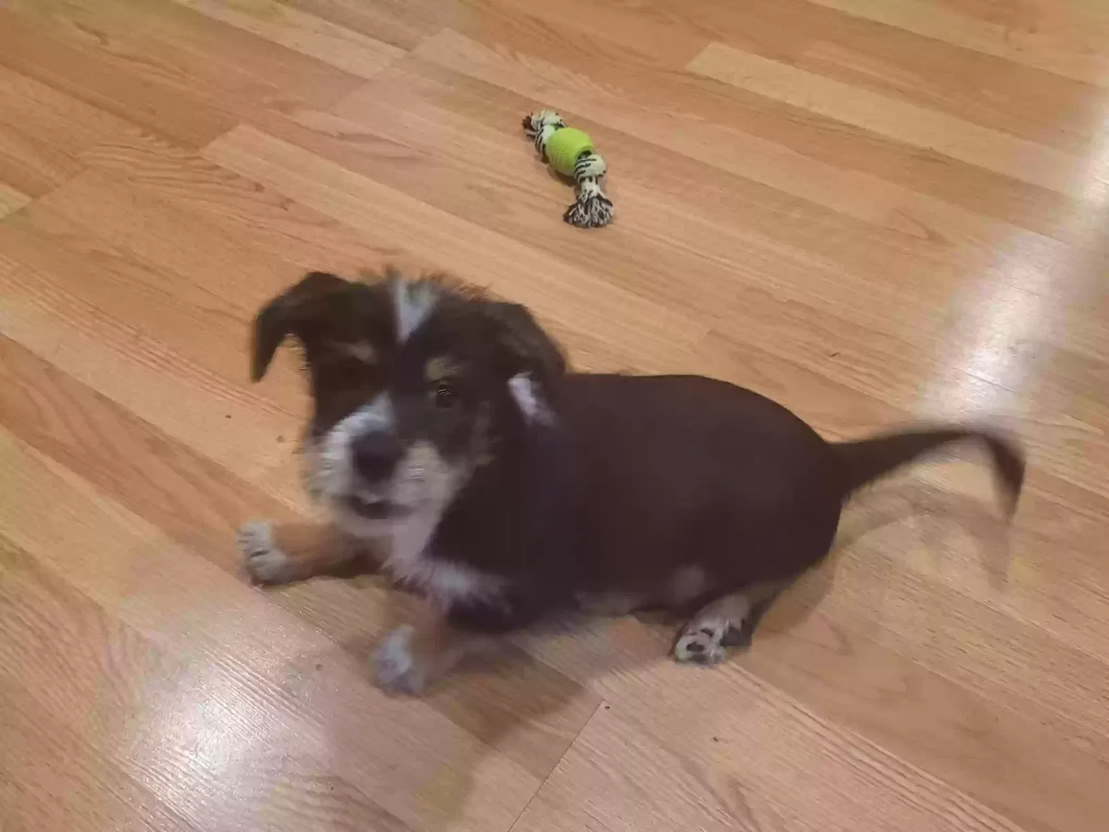 Lost dog in Toledo, OR, 97391
