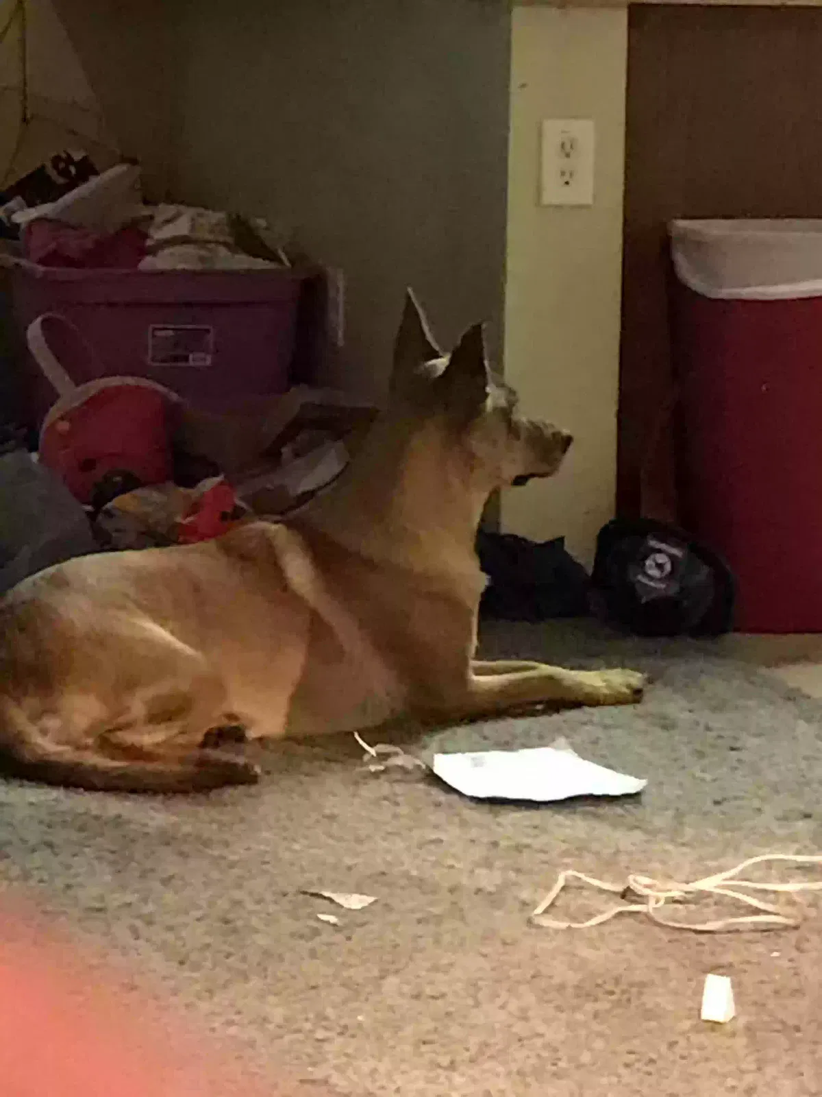Lost dog in Detroit, MI, 48215