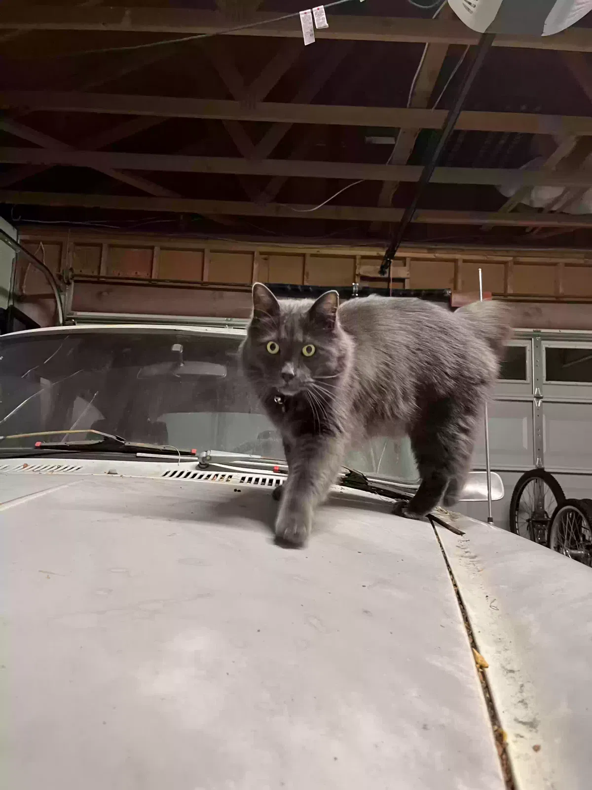 Lost cat in Aurora, CO, 80019