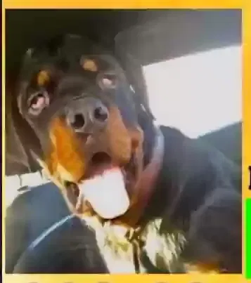Lost dog in New Haven, CT, 6515