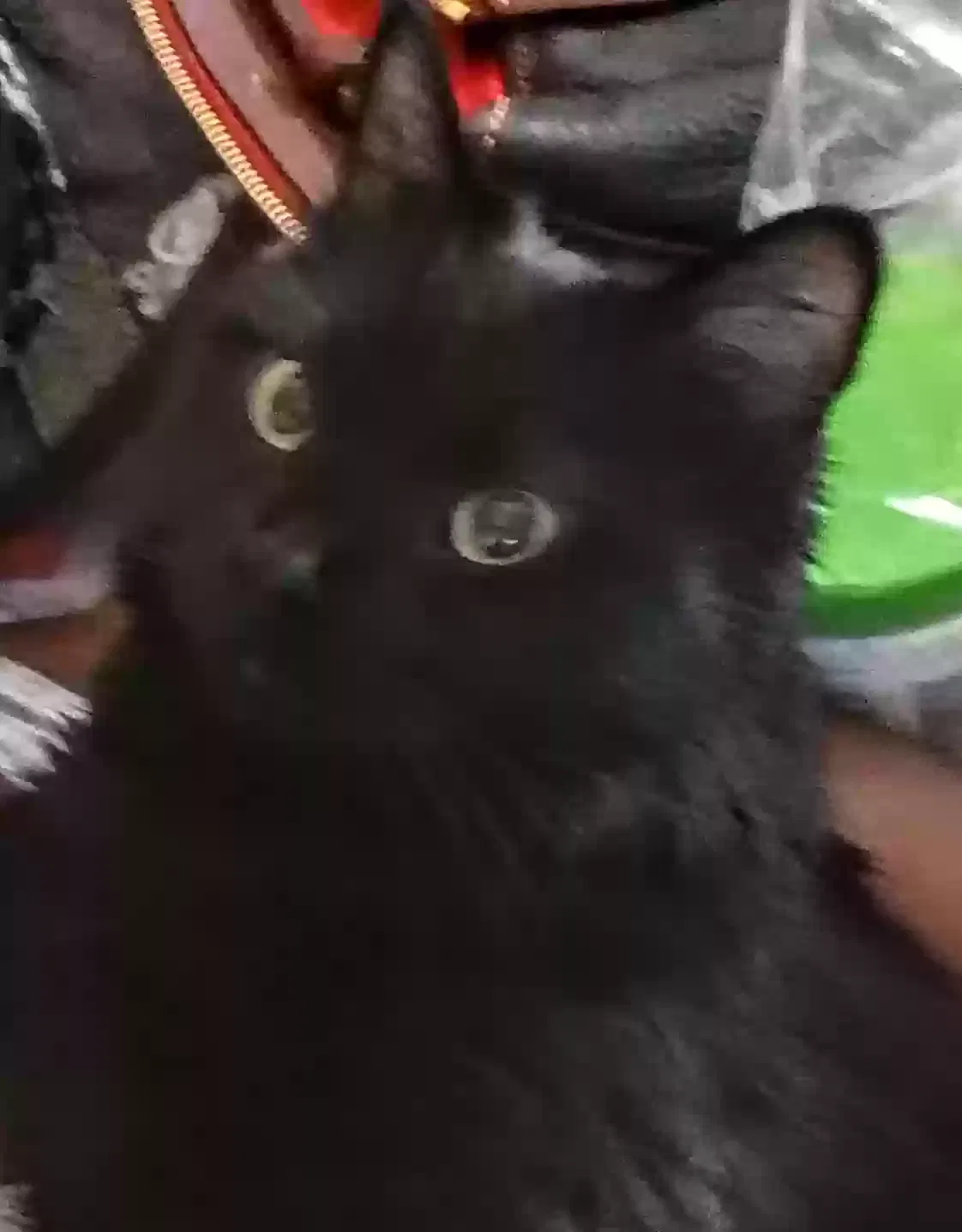 Lost cat in Spokane, WA, 99212
