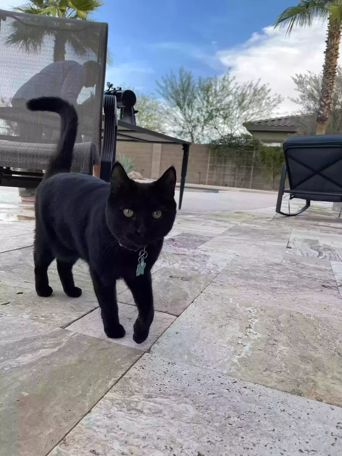 Lost cat in Peoria, AZ, 85383