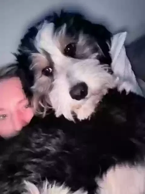 Lost dog in Chattanooga, TN, 37415