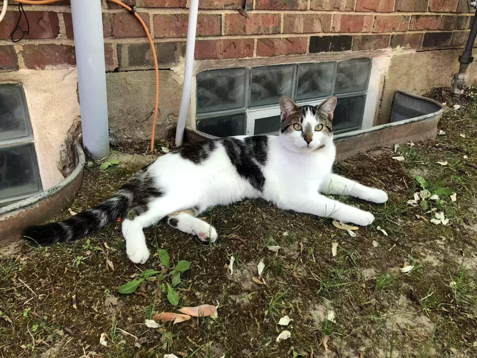 Lost cat in Florissant, MO, 63031