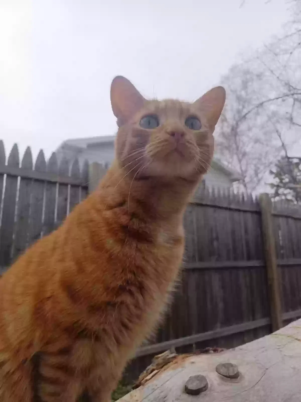 Lost cat in Saginaw, MI, 48603