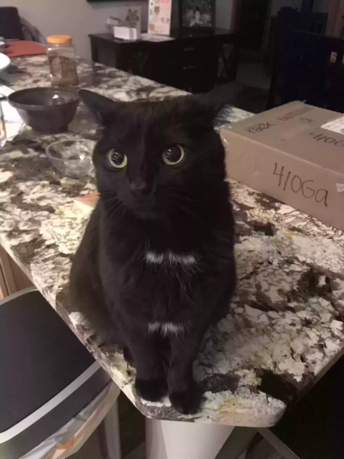Lost cat in Goshen, OH, 45122