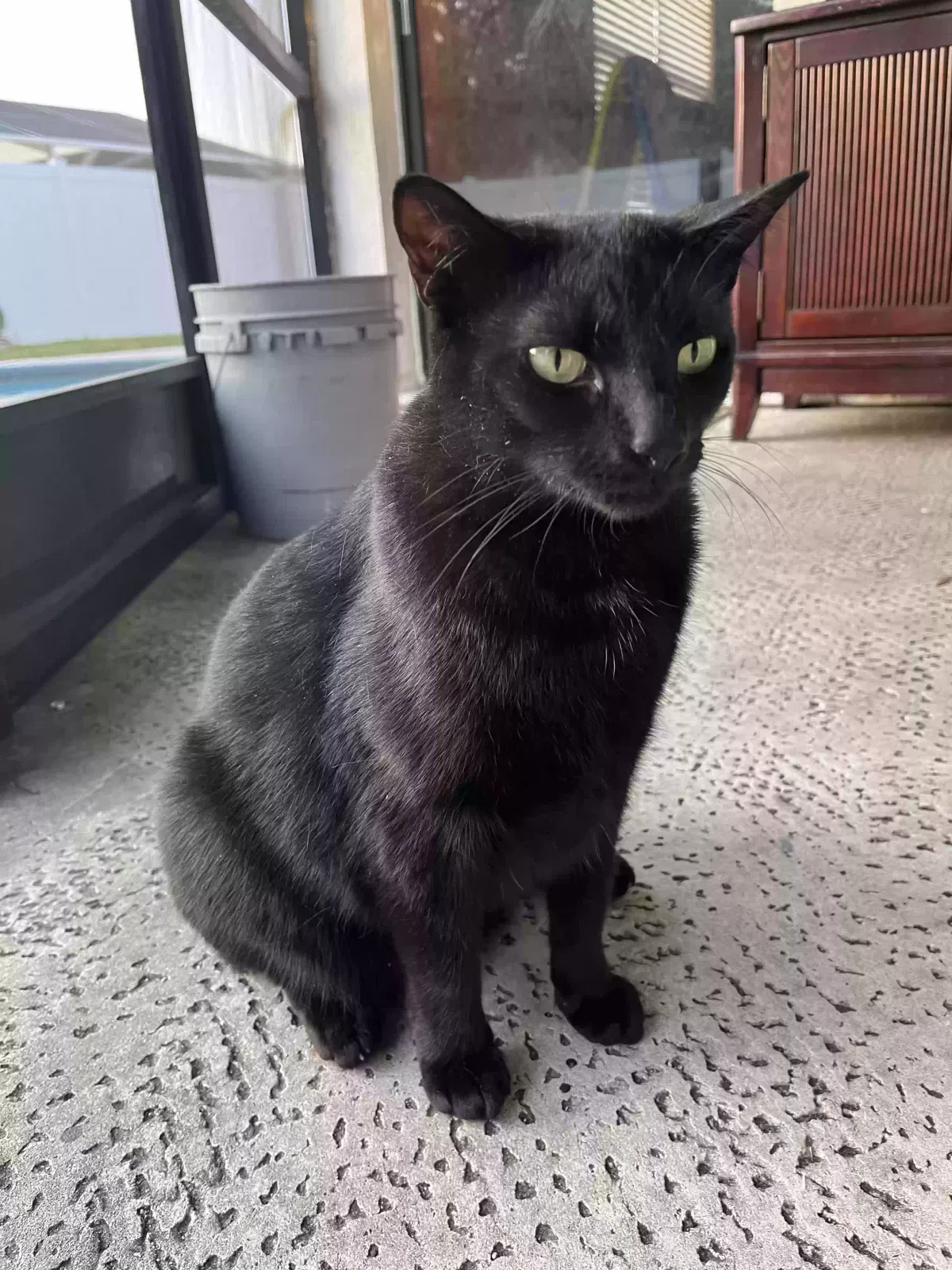 Lost cat in Tampa, FL, 33624