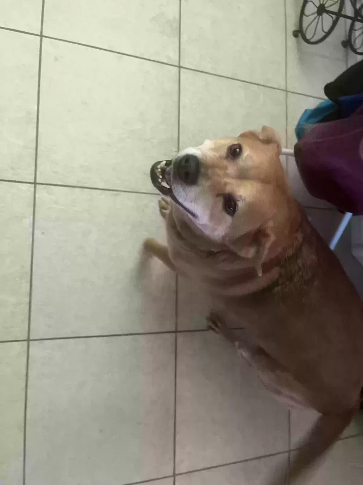 Lost dog in Baker, CA, 92309