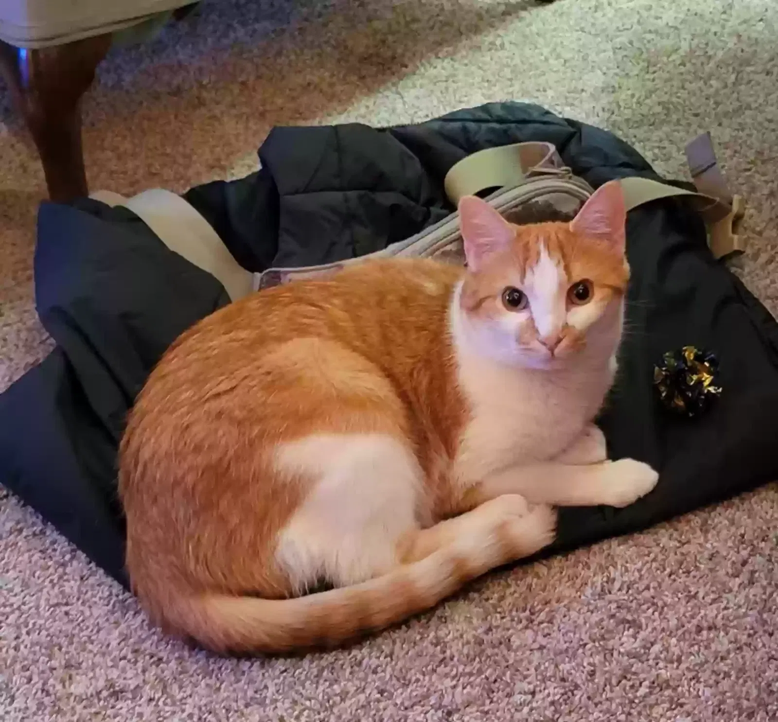 Lost cat in Littleton, CO, 80128