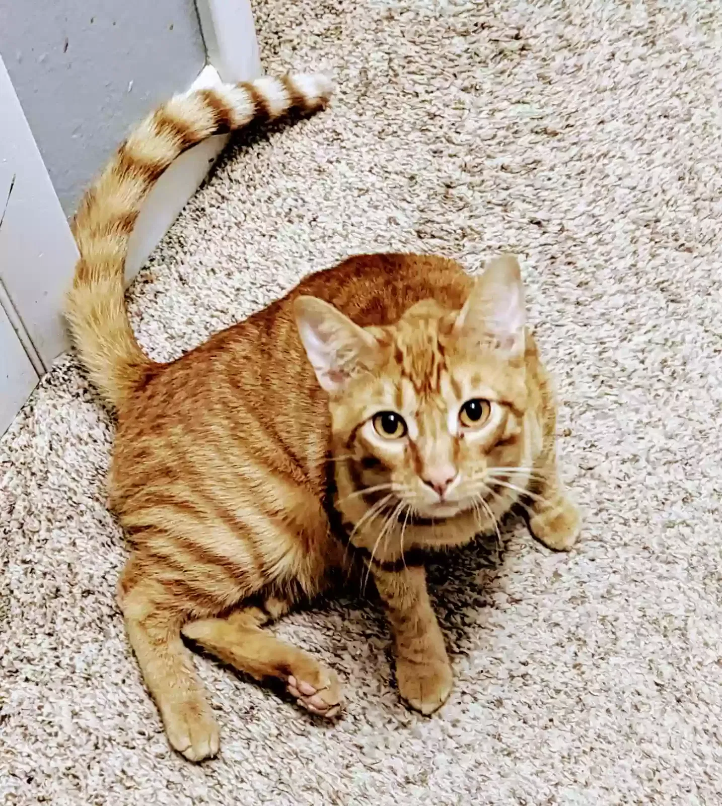 Lost cat in Des Moines, IA, 50315